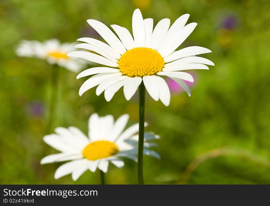 Camomile On Green Grass Background