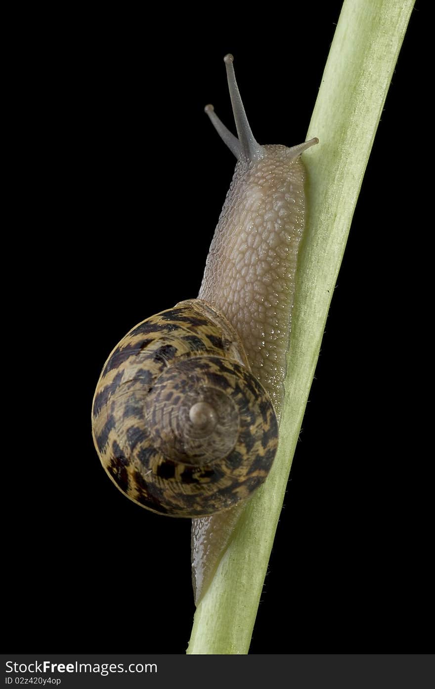 Slow snail with a black background. Slow snail with a black background