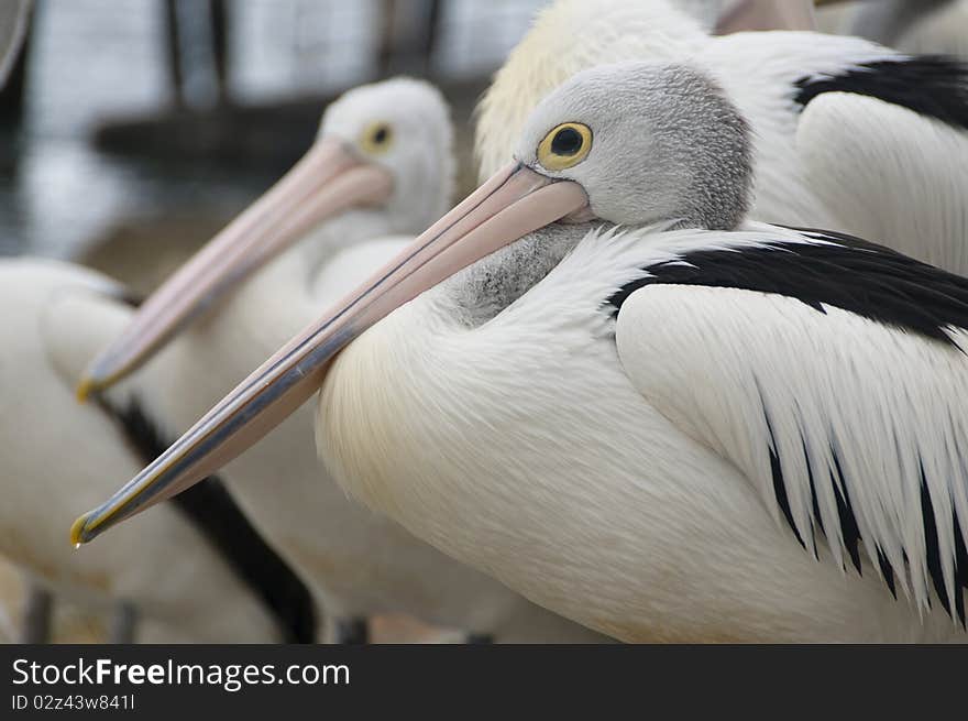 Pelicans sitting waiting for fishermen. Pelicans sitting waiting for fishermen