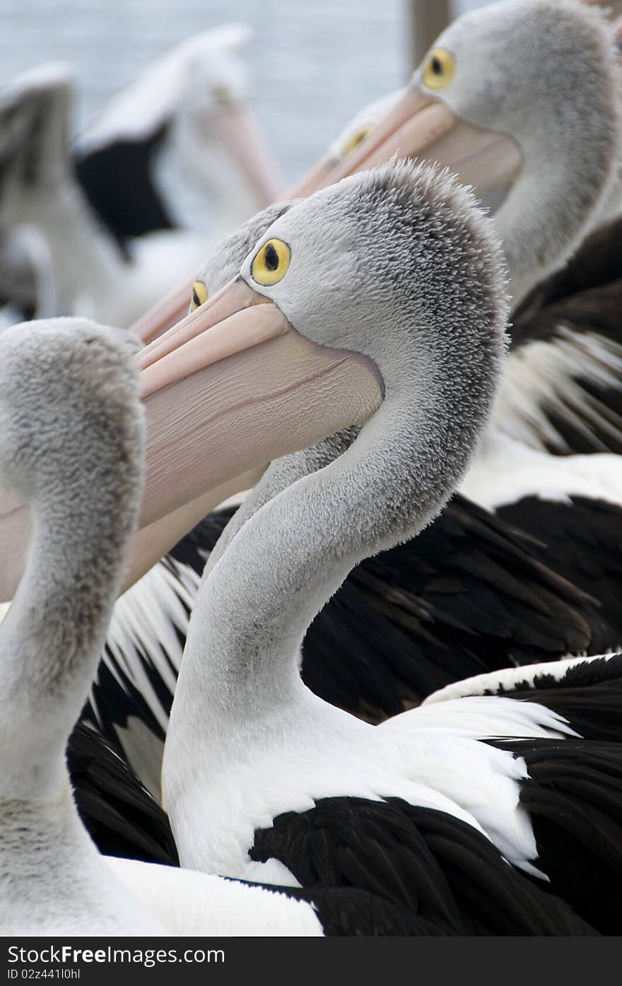 Australian Pelicans