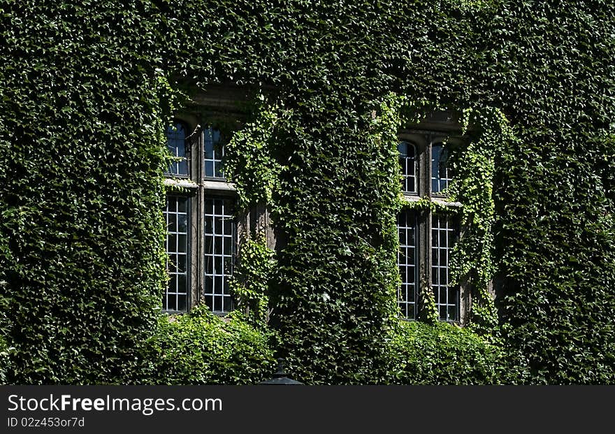 Windows on a wall covered with grapes vine. Windows on a wall covered with grapes vine