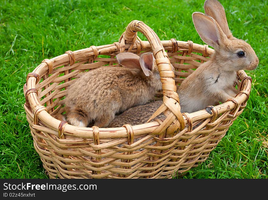 Small Bunnies In Basket