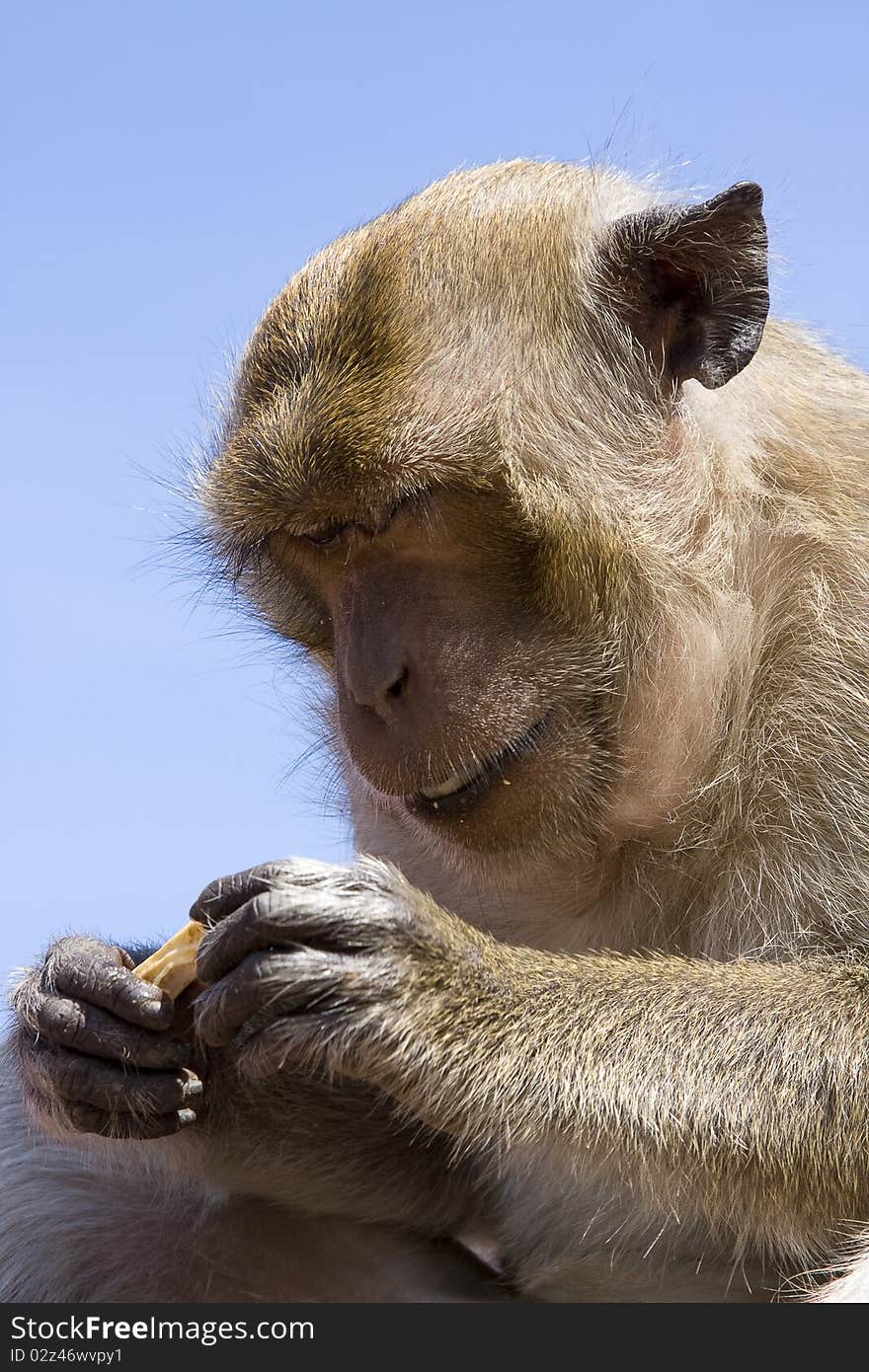 Macaque monkey against the blue sky