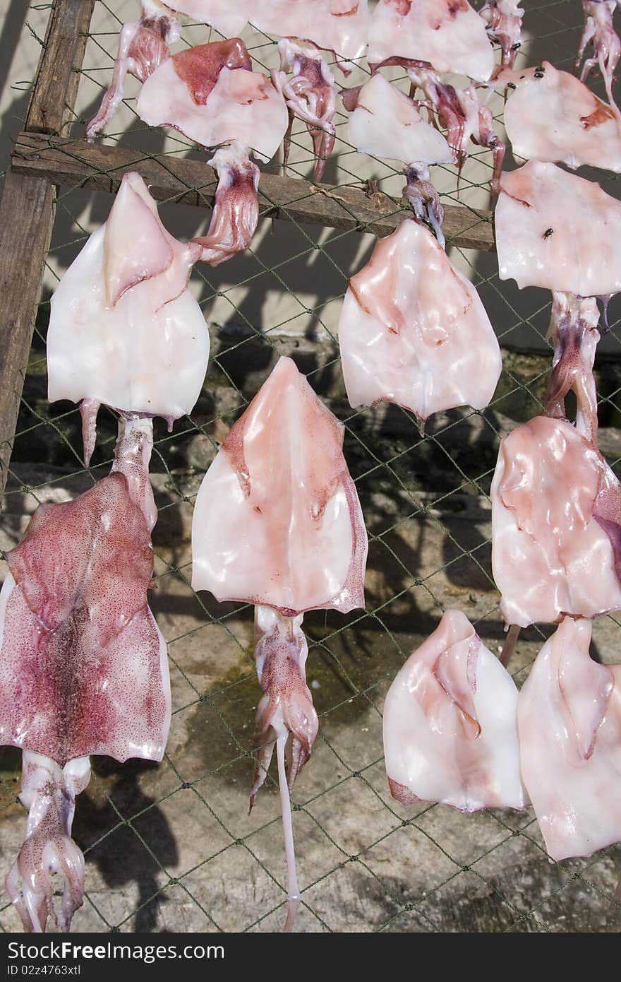 Squid drying in the sun