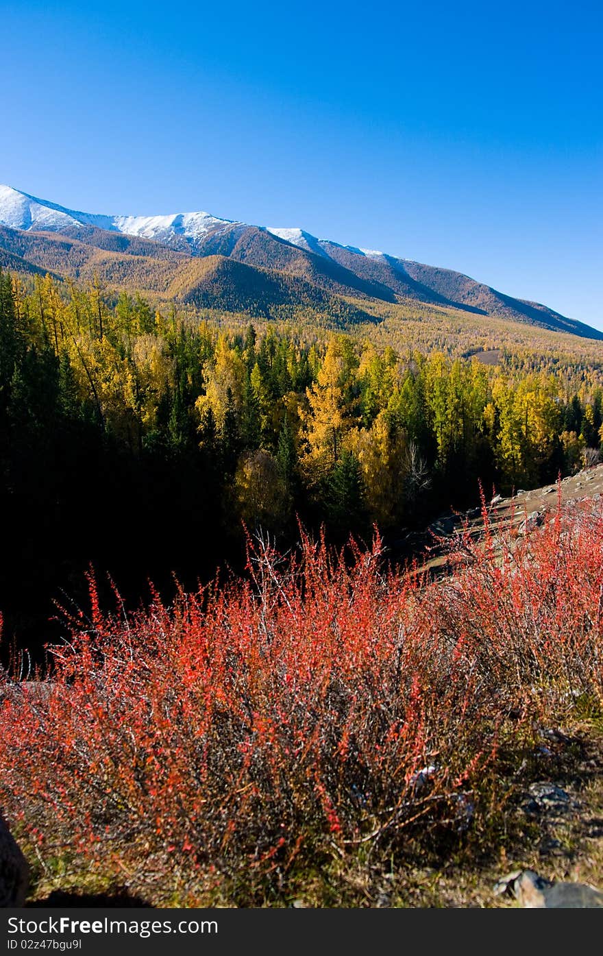 Snow Mountain and golden frosty in xinjiang ,china