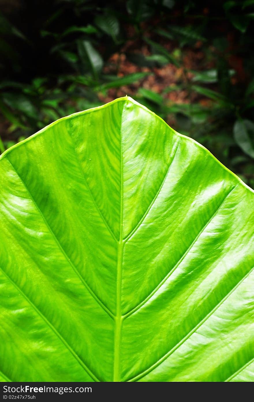 The close up texture of  yellow green taro leaf and black background