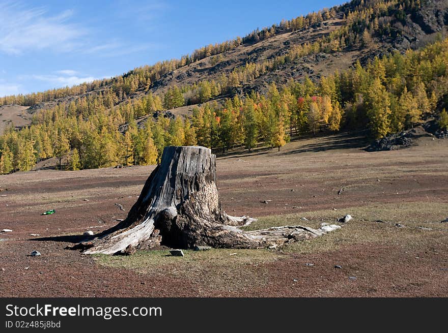 Stump in forest