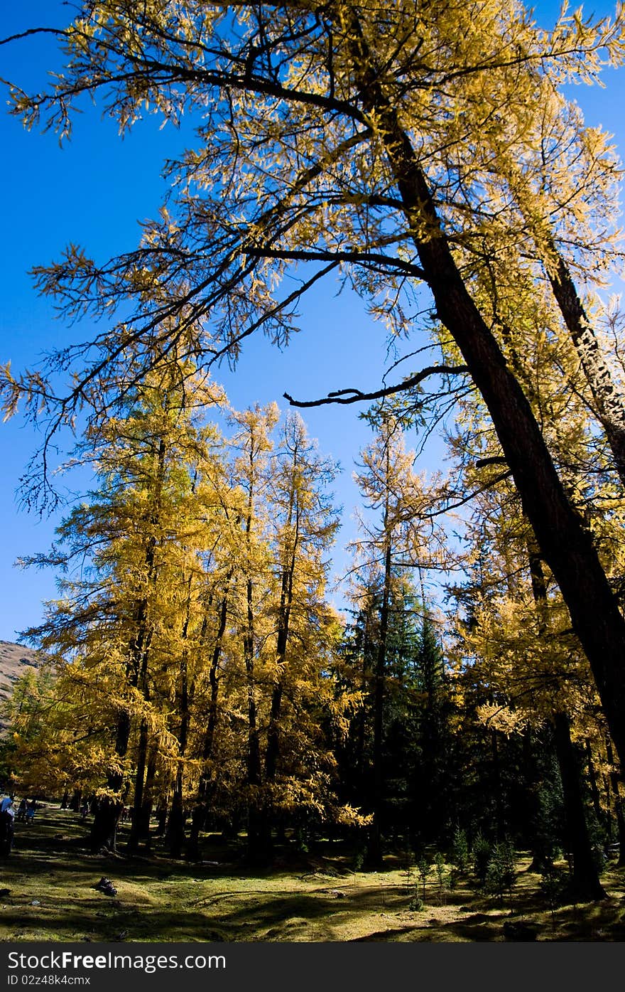 Golden forest in xinjiang ,china