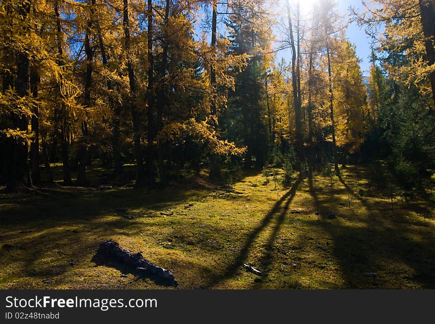 Golden forest in xinjiang ,china