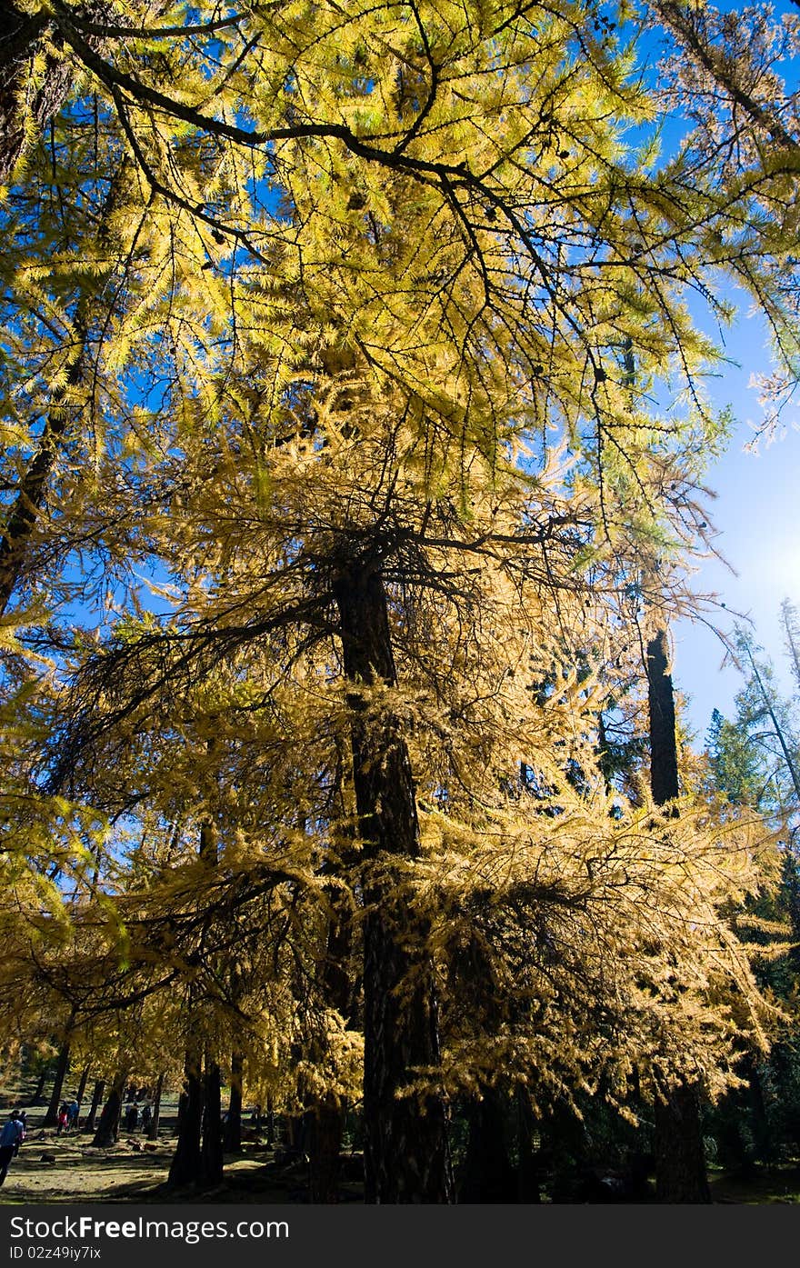 Golden forest in xinjiang ,china