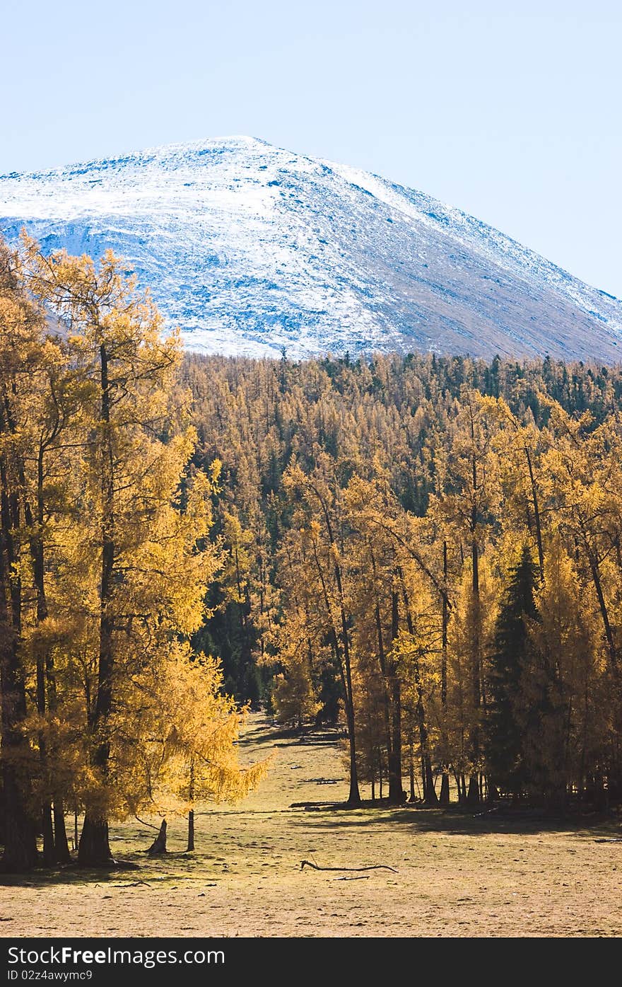 Snow Mountain and golden frosty in xinjiang ,china