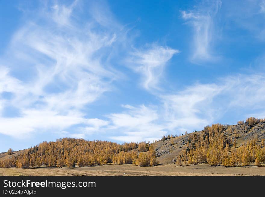 Golden forest in xinjiang ,china. Golden forest in xinjiang ,china