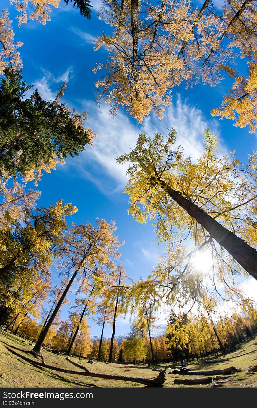 Golden forest in xinjiang ,china