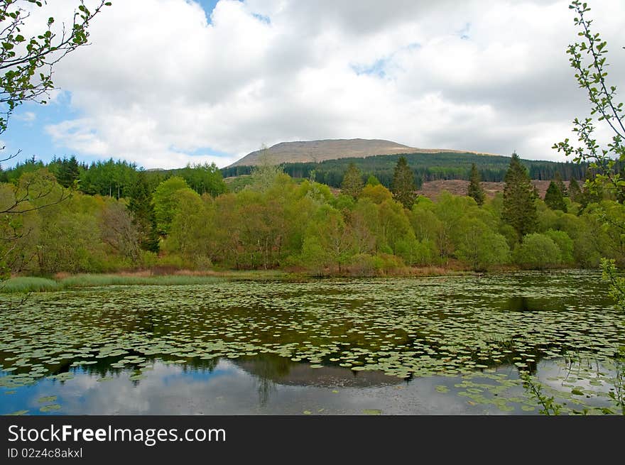 Lilys and the loch