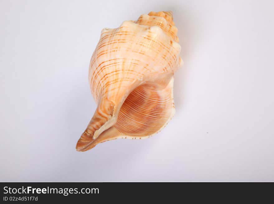 A studio shot of a shell. A studio shot of a shell