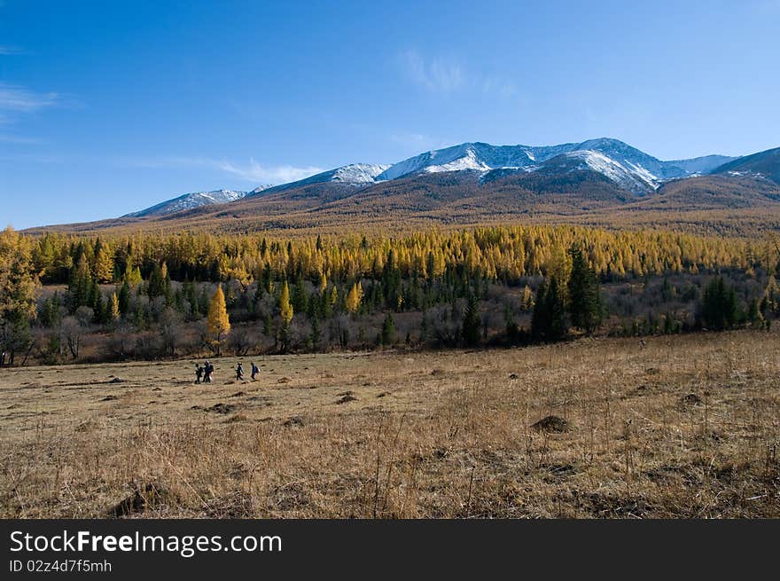 Snow Mountain and golden frosty in xinjiang ,china