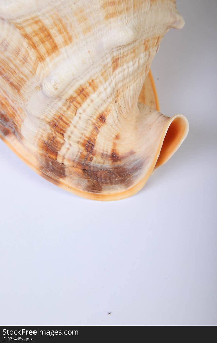 A studio shot of a shell. A studio shot of a shell