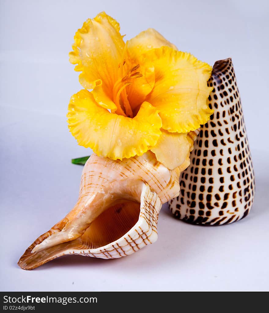 Yellow flower and shells