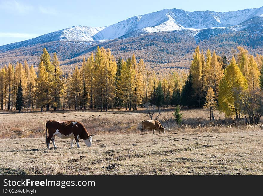 Snow Mountain And Golden Frosty