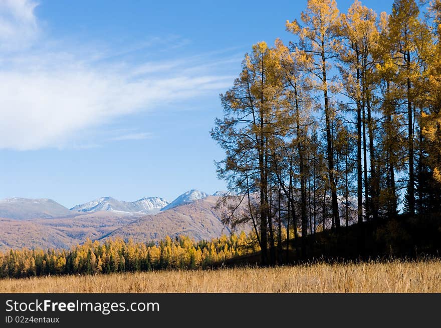 Snow Mountain and golden frosty in xinjiang ,china