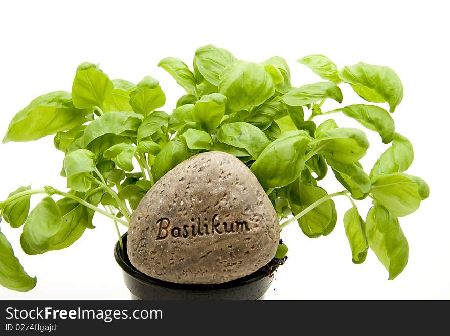 Basil with stone