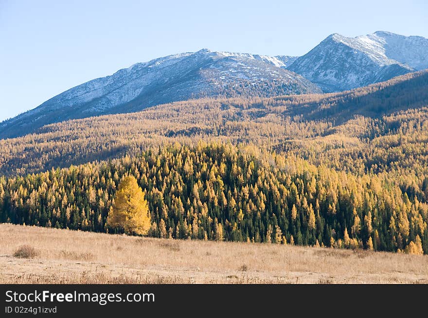 Snow Mountain And Golden Frosty