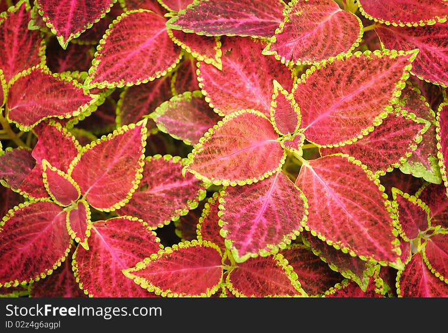 Colorful Coleus Background