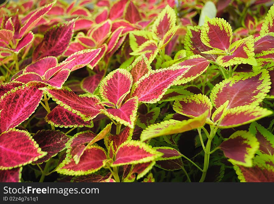 Colorful Coleus leaves background，photo taken on May 2010. Colorful Coleus leaves background，photo taken on May 2010