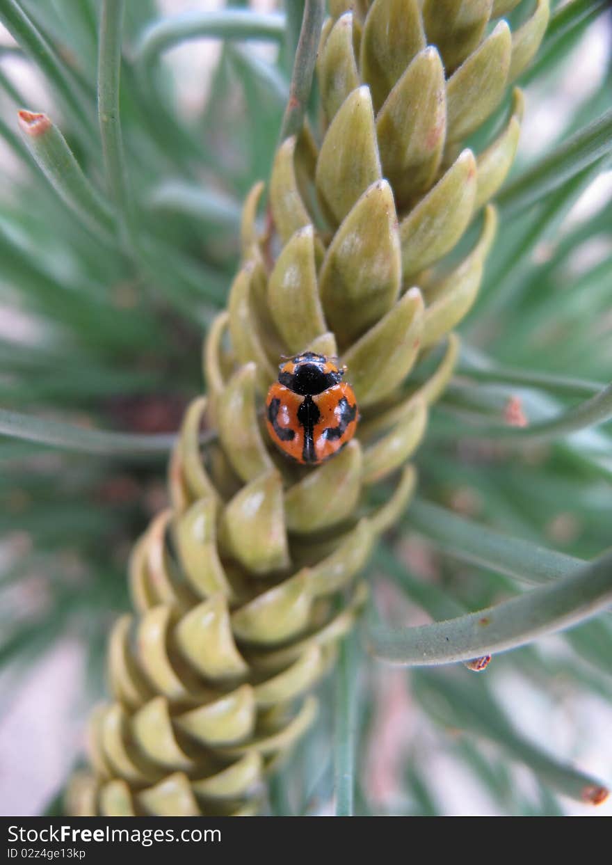 A lady bug in macro