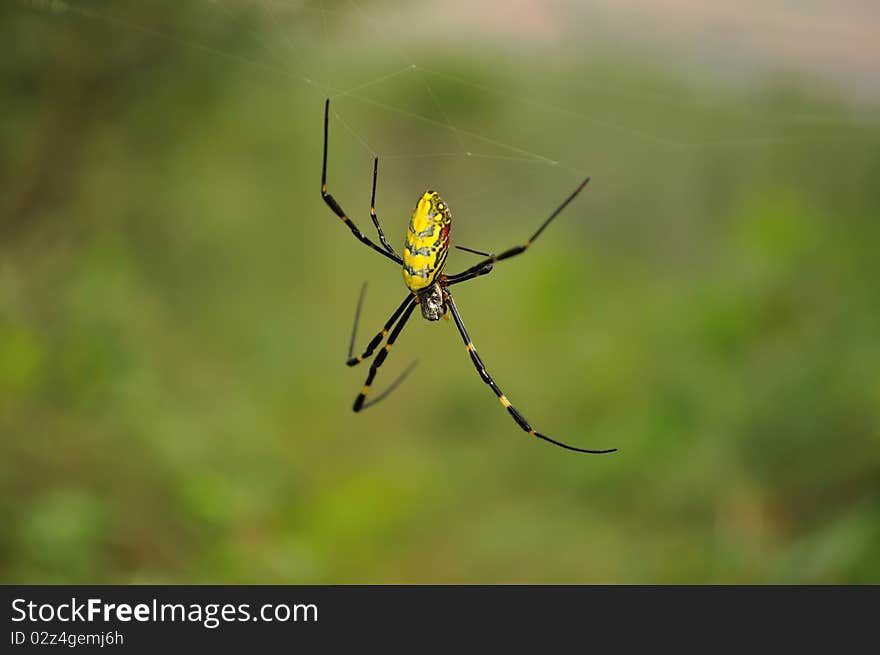 Colorful spider hanging on her gossamer. Colorful spider hanging on her gossamer