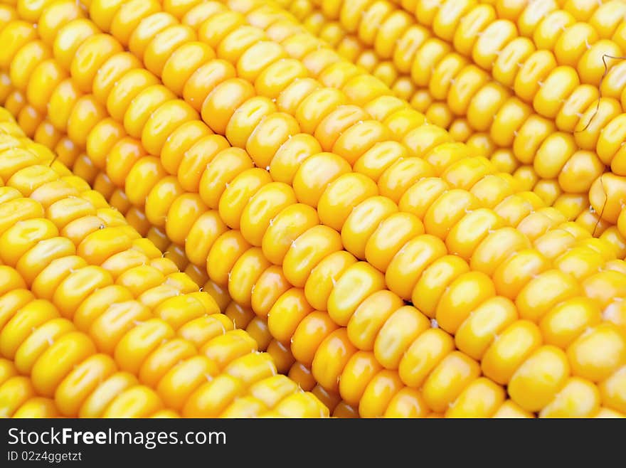 Three pieces of ripe maize. Three pieces of ripe maize