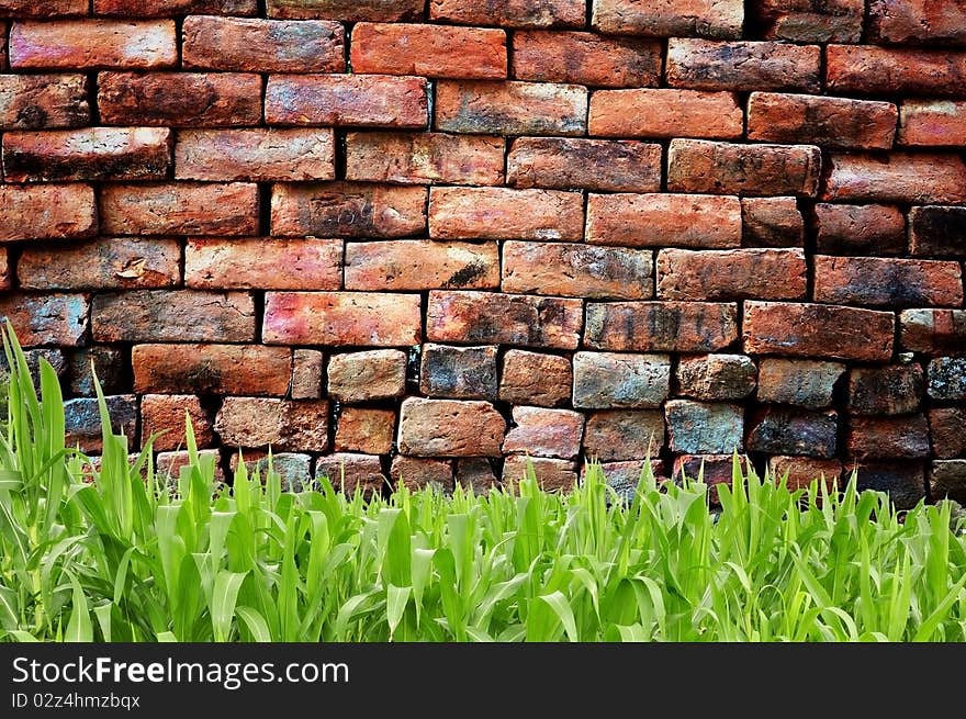 Green grass and old brickwall