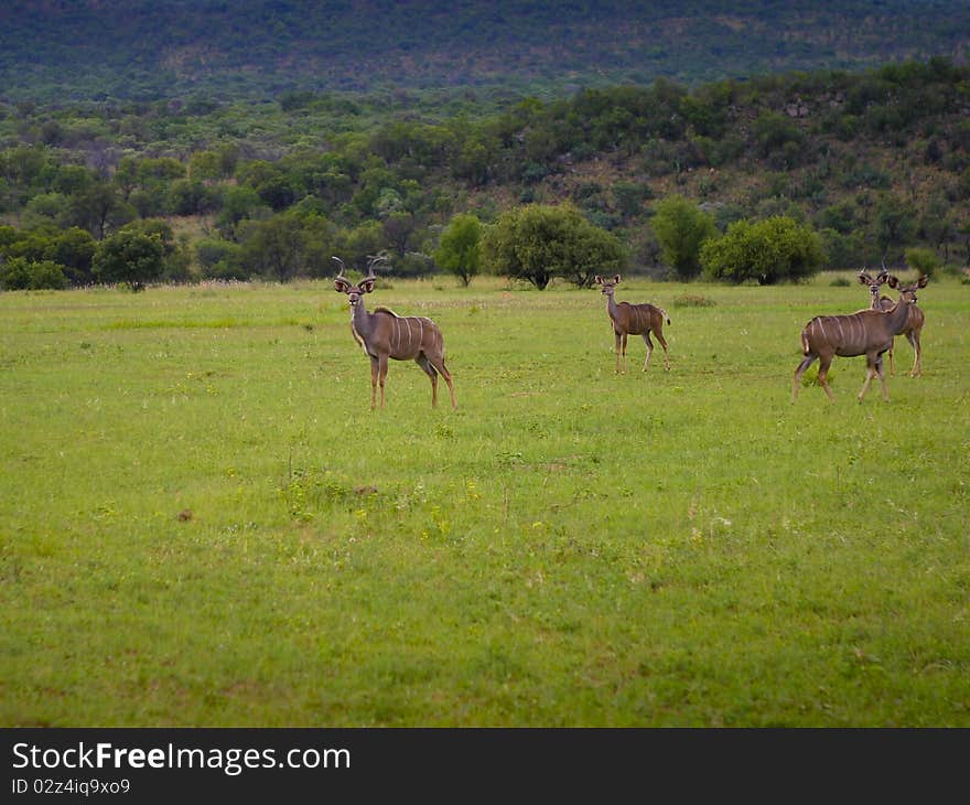 Kudu Family On South Africa