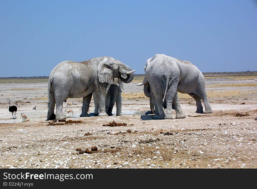 Elephants in Etosha