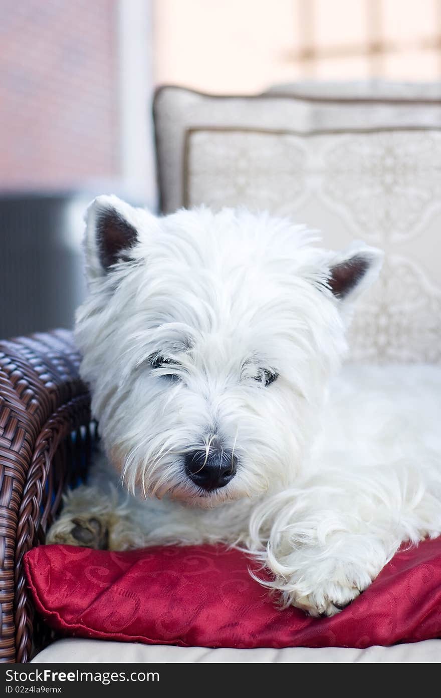 White terrier lying on a red cushion in a wicker chair