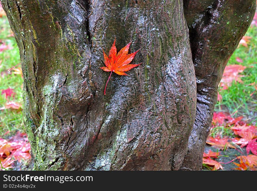 Fallen maple leaves. Autumnal season.