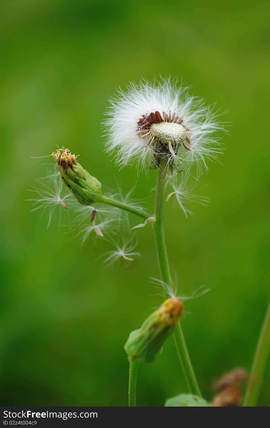 The instant of a dandelion blown by wind. The instant of a dandelion blown by wind
