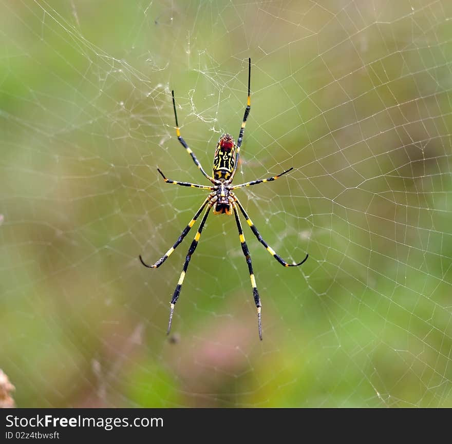 Colorful spider hanging on her gossamer. Colorful spider hanging on her gossamer