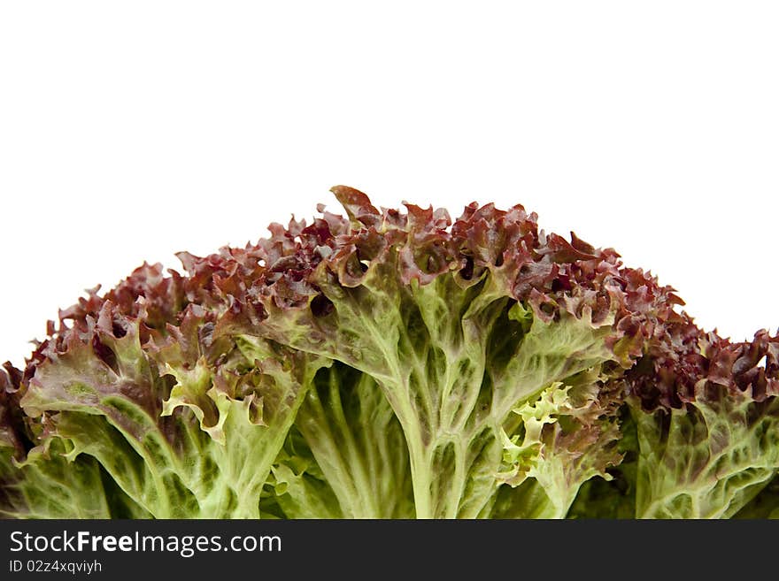 Head lettuce with Red Leaves. Head lettuce with Red Leaves