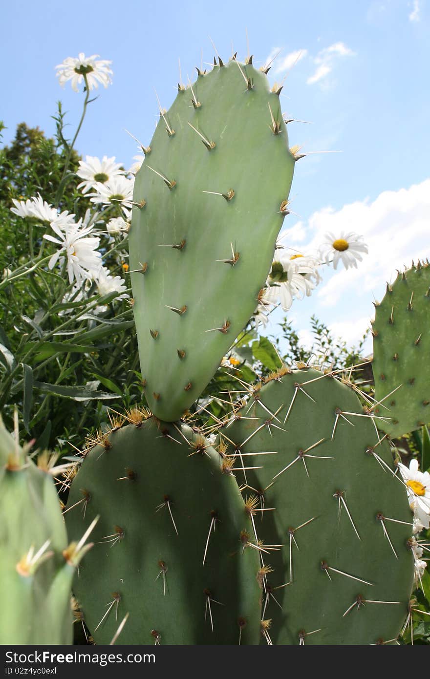 Green cactus, among other beautiful plants in summer. Green cactus, among other beautiful plants in summer