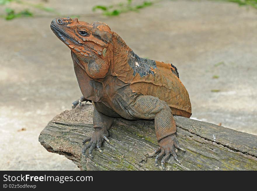 Closeup Of A Monitor Lizard