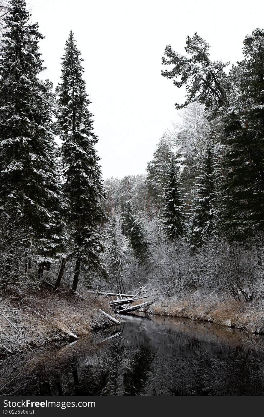 Coniferous forest after fresh snow fall