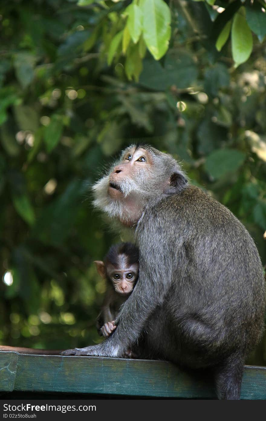 Monkey with her baby