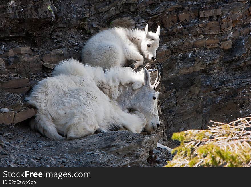 Pair of mountain Goats (Oreamnos americanus) resting on a rock cliff near Logan Pass in Glacier National Park. Pair of mountain Goats (Oreamnos americanus) resting on a rock cliff near Logan Pass in Glacier National Park