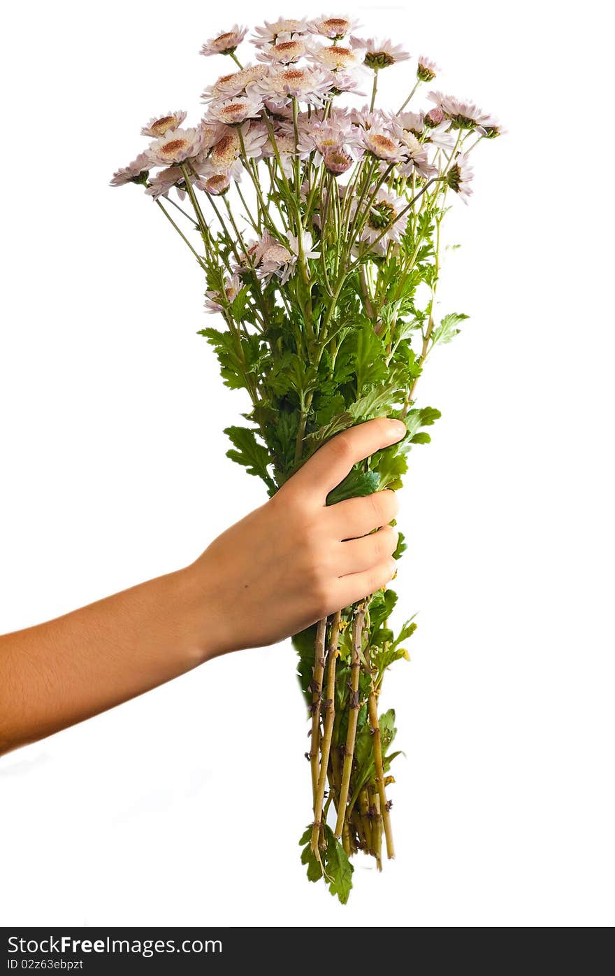 Arm of girl giving bouquet of pink flowers isolated on white background