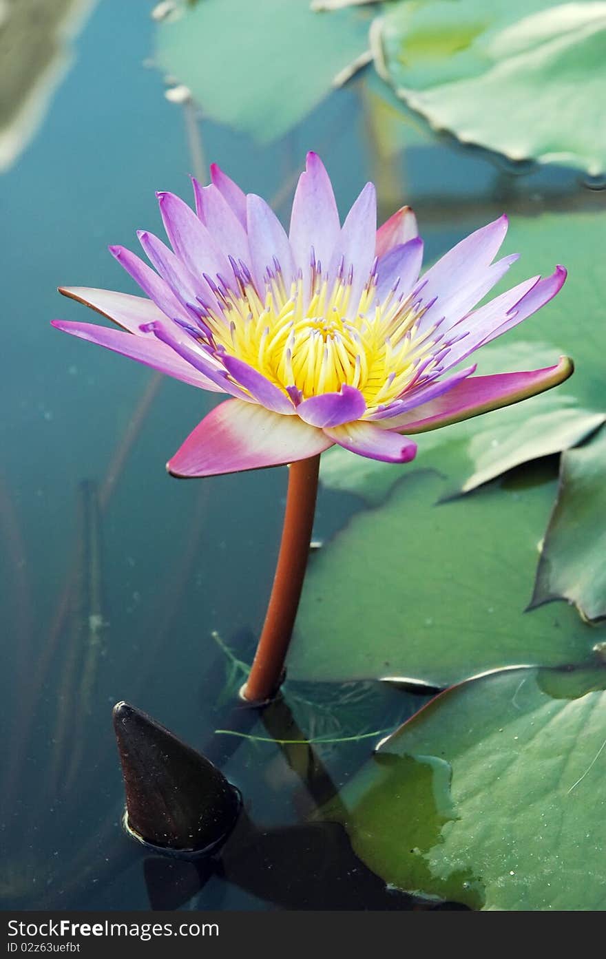 Beautiful lotus in the pond width