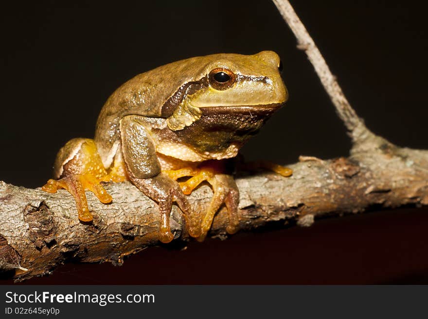 Green Tree Frog on a branch (Hyla arborea)