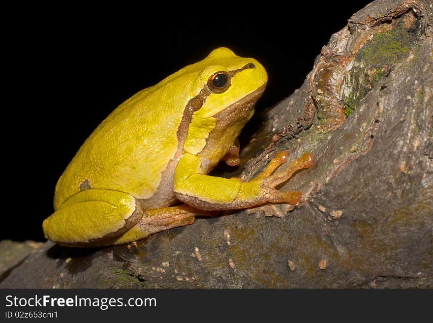 Green Tree Frog on a branch