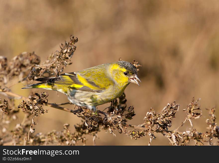 Male Siskin in full autumn courtship plumage