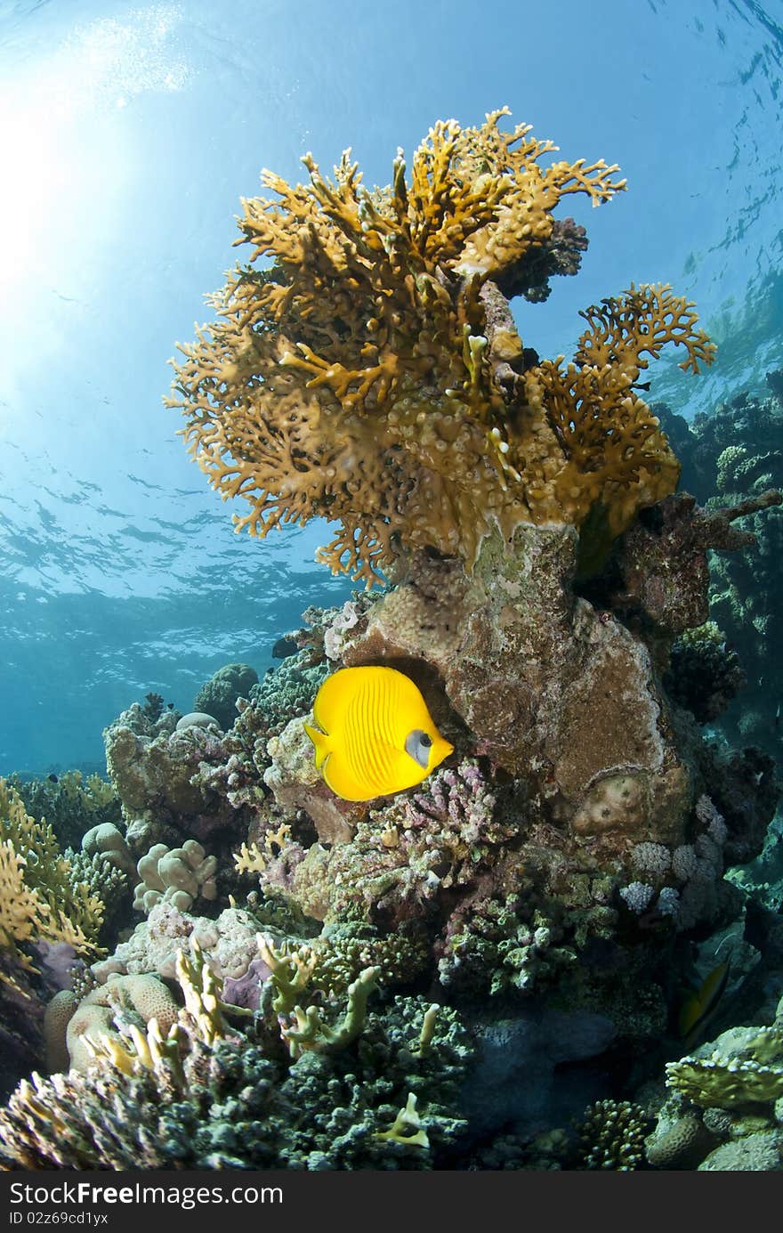 Masked Butterflyfish On A Tropical Coral Reef.